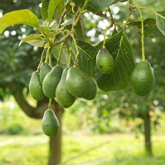 অ্যাভোকাডো কলম চারা (Avocado Grafted Fruit Plant)