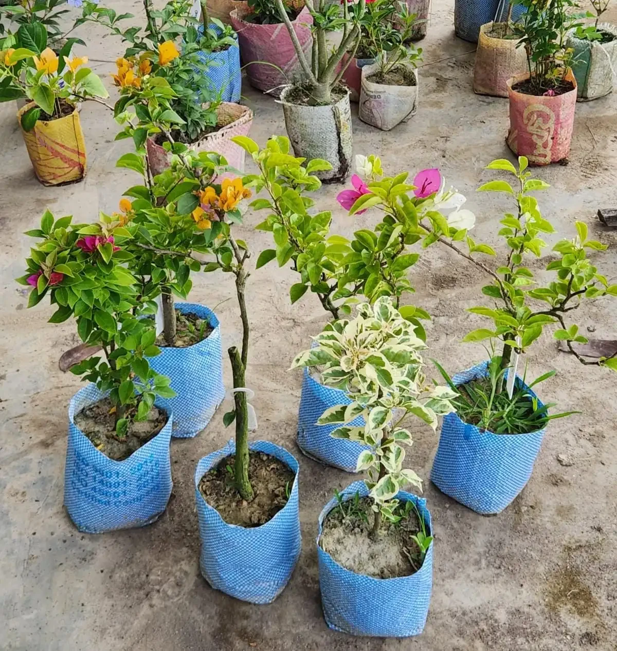 বাগানবিলাস গাছের প্যাকেজ  | ৩টি গাছ মাত্র ১৪৯৯ টাকা