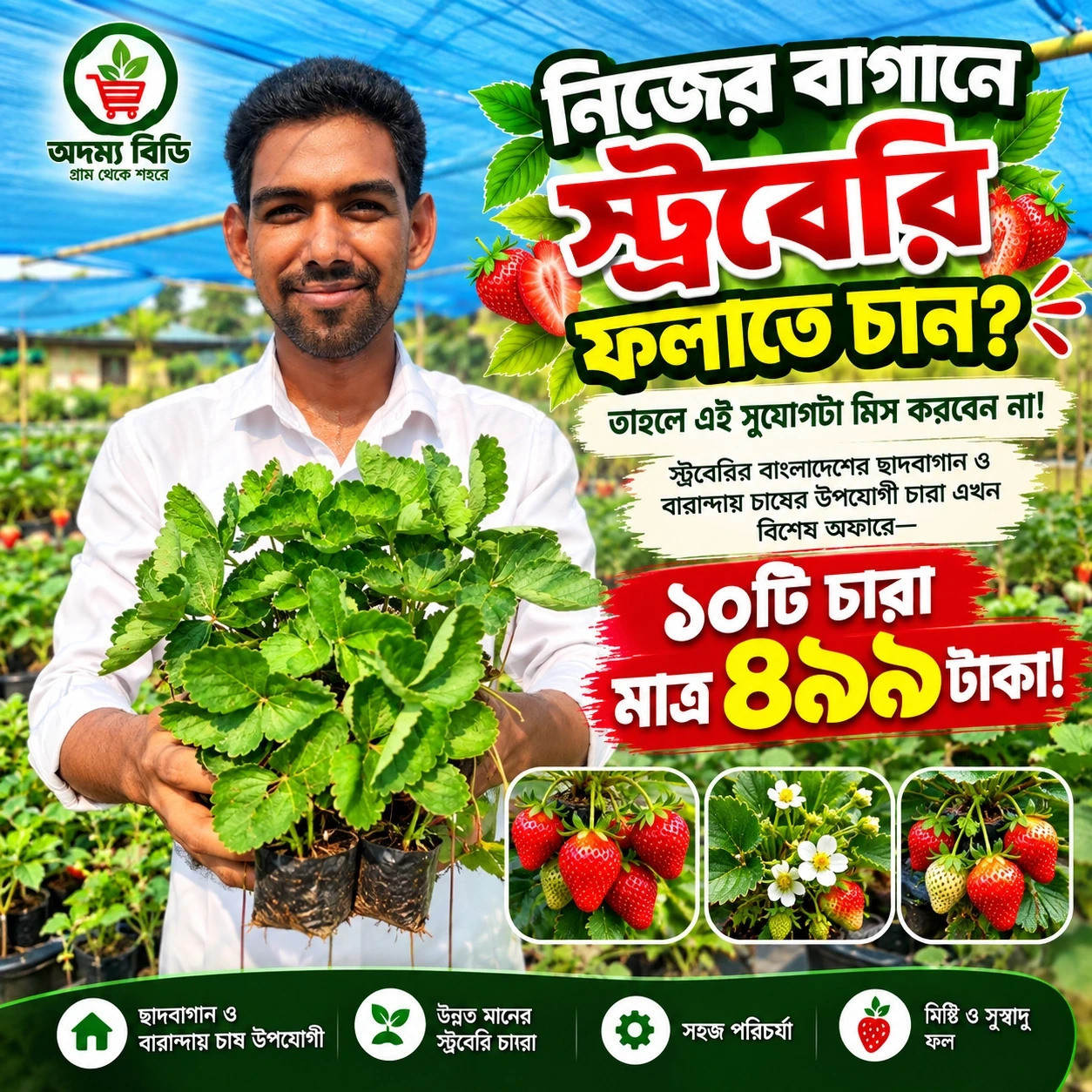🍓 ১০টি স্ট্রবেরি চারার কম্বো প্যাক 🌱