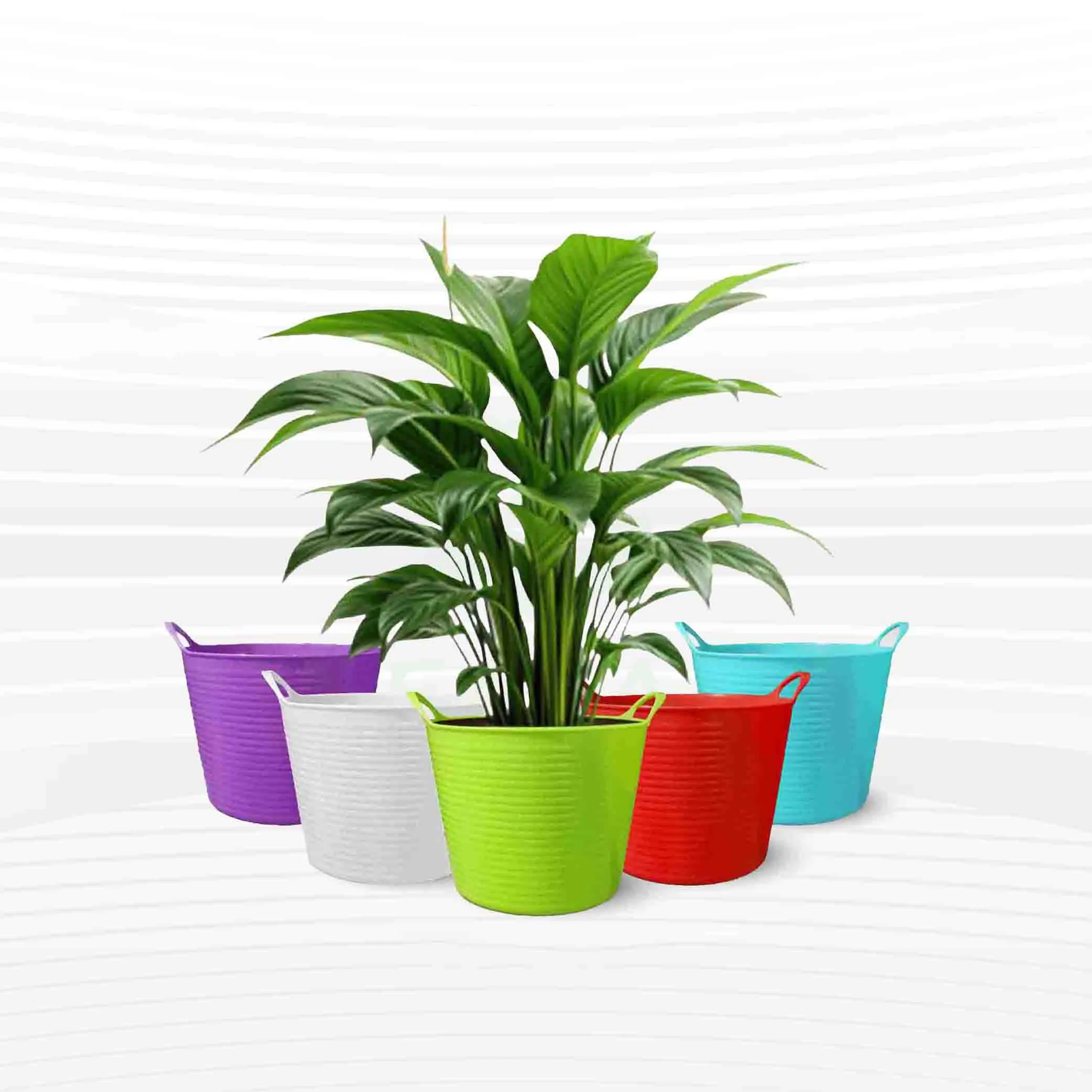 4 Inch Beautiful Flower Pot - 5 Pcs
