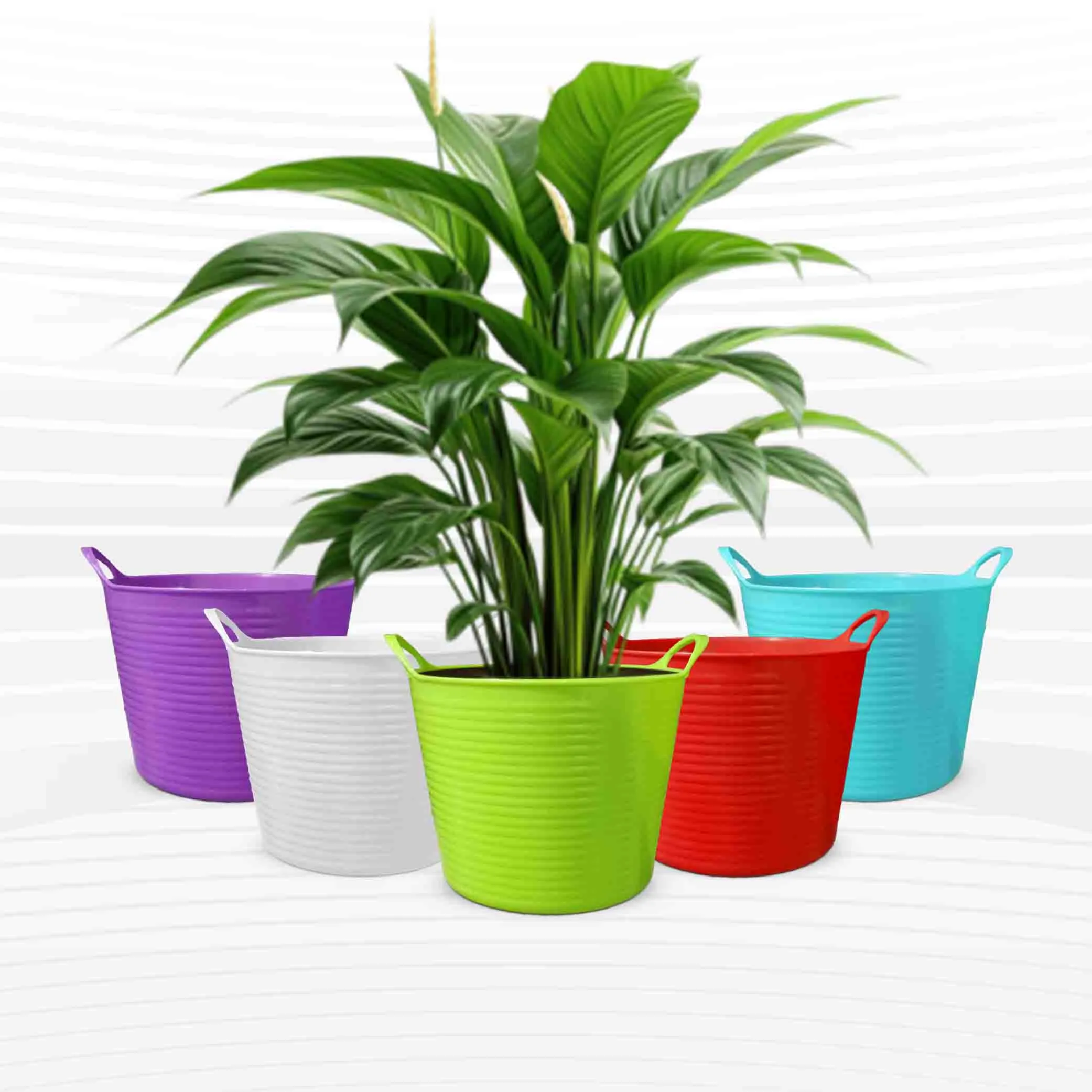 5.5 Inch Beautiful Flower Pot - 5 Pcs